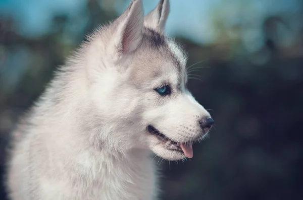 Mavi gözlü köpek yavrusu yan portre. Sibirya husky safkan gri ve beyaz yakın çekim bulanıklık mavi bokeh arka plan. Yaz açık.