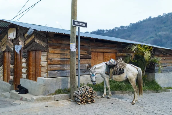 Horse Next Bundle Sticks San Juan Guatemala — Stock Photo, Image