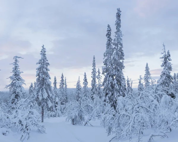 Árvores Cobertas Neve Foco Seletivo — Fotografia de Stock