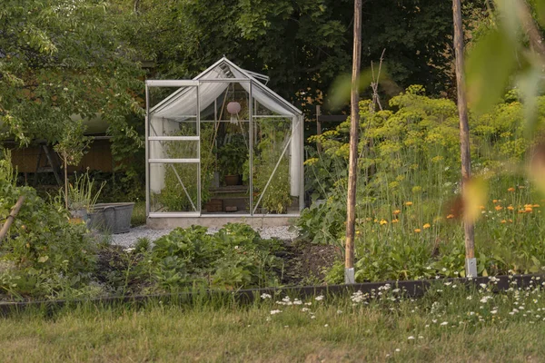 Greenhouse Green Garden Summer Day — Stock Photo, Image