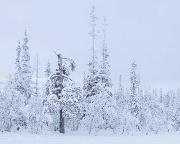 Alberi Ricoperti Neve Attenzione Selettiva — Foto Stock