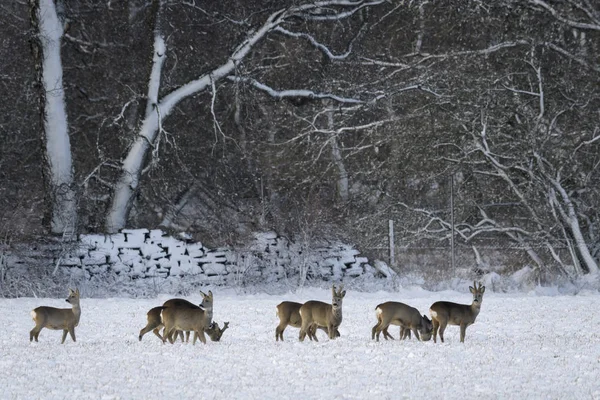 雪の中を歩く鹿の群れの側面図 — ストック写真
