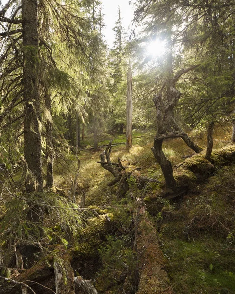 Naturskön Utsikt Över Skogen Björnlandets Nationalpark Sverige — Stockfoto