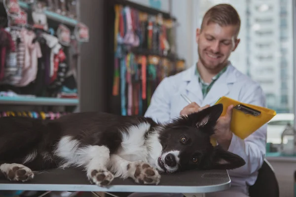 Feliz guapo macho veterinario disfrutando de trabajar con su perro paciente — Foto de Stock