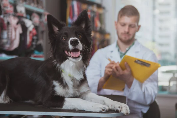 Feliz guapo macho veterinario disfrutando de trabajar con su perro paciente — Foto de Stock