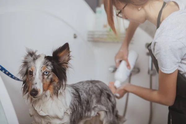 Peluquero lavando adorable perro en un baño — Foto de Stock