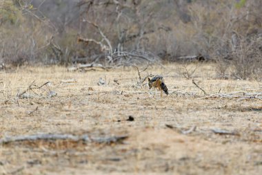küçük çakal kuru bush gizlice