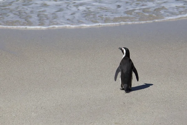 Одинокий Пингвин Пляже Смотрит Океан Пляж Валунов — стоковое фото