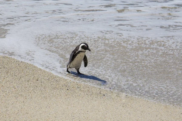 Одинокий Пингвин Гуляет Пляжу Пляж Валунов Южная Африка — стоковое фото