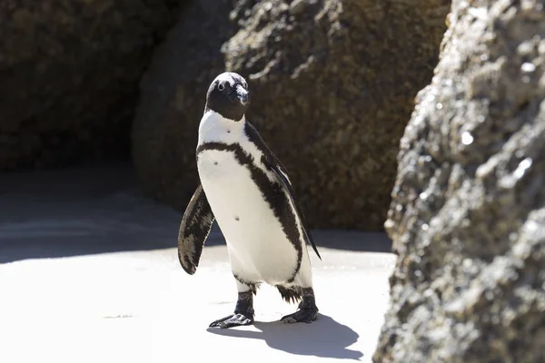 Любопытный Пингвин Появляется Скалой — стоковое фото