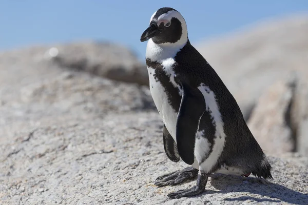Пингвин Камне Смотрит Камеру — стоковое фото