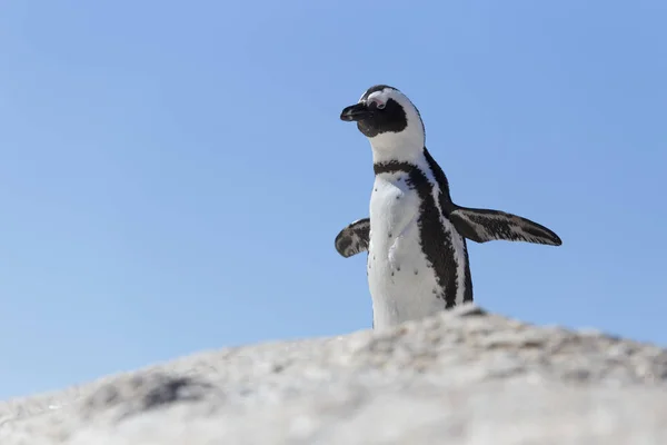 Penguin on a rock is trying to fly, wings outstretched