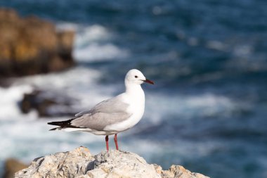 Bir taş üzerinde martı