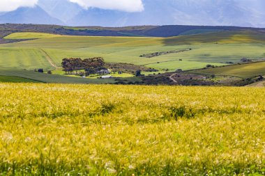 Garden Route hill manzara