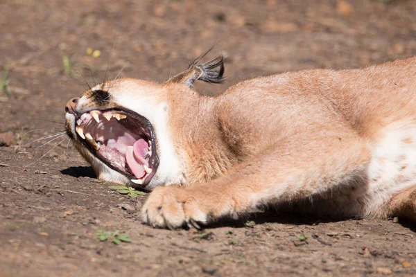 Caracal Yawning Wild Cat — Stock Photo, Image