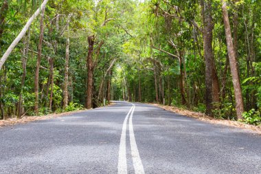 Orman yol Avustralya sarma
