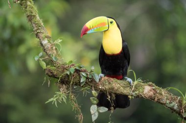 Bir dal üzerinde oturan toucan Ramphastos sulfuratus