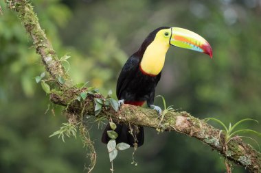 Bir dal üzerinde oturan toucan Ramphastos sulfuratus
