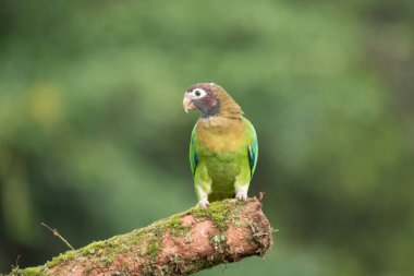 dal kahverengi kukuletalı papağan
