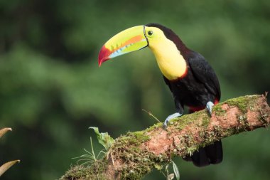 Bir dal üzerinde oturan toucan Ramphastos sulfuratus