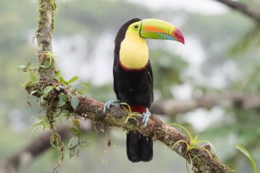 Bir dal üzerinde oturan toucan Ramphastos sulfuratus