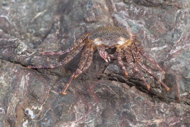İyi bir taş üzerine kamufle yengeç