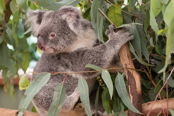 Koala Sentado Árbol — Foto de Stock