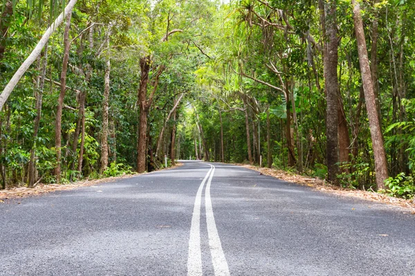 winding jungle road australia