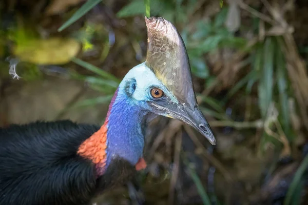 Πορτρέτο Cassowary Σπάνιων Πουλιών Της Αυστραλίας — Φωτογραφία Αρχείου