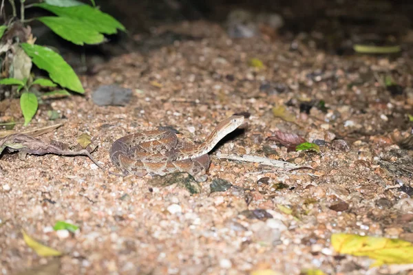 poisonous snake on a night walk in the jungle