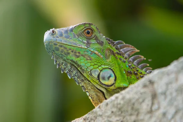 Cabeça Uma Iguana Verde — Fotografia de Stock