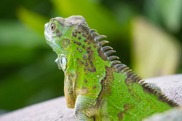 Cabeça Iguana Verde Por Trás — Fotografia de Stock