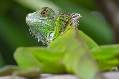 arkadan yeşil iguana