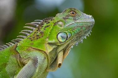 yeşil iguana yan portresi