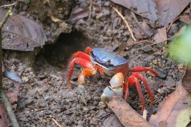 onun delik önünde mavi turuncu yengeç