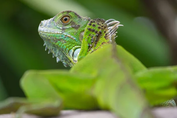 Iguana Verde Por Trás — Fotografia de Stock