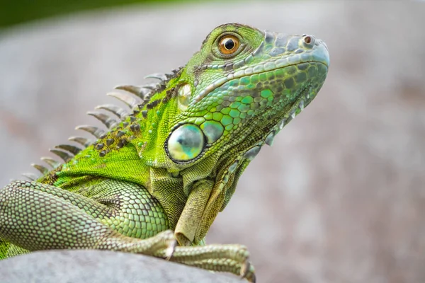 Portret Van Kant Van Groene Leguaan — Stockfoto