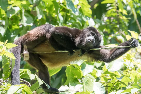 Mono Aullador Una Cuerda — Foto de Stock