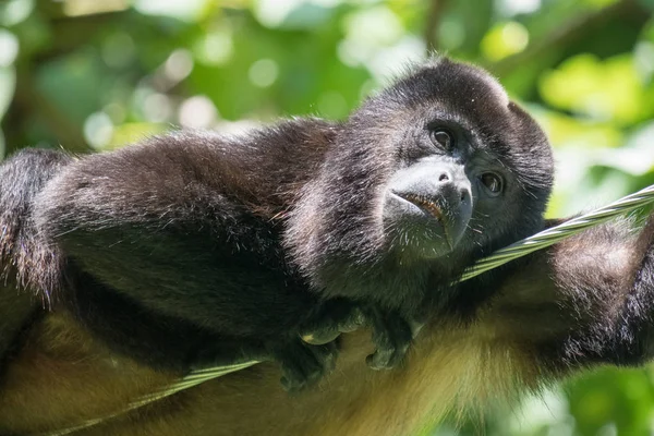 Mono Aullador Una Cuerda — Foto de Stock