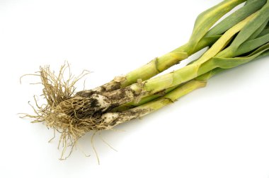 Yaprak sarımsak yemek için yetişen sarımsak sapıdır..