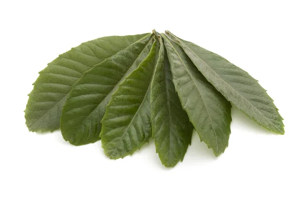 Japonya 'da yetişen bir lokuat yaprağı. Loquat yaprakları bitkisel ilaçlar olarak kullanılır. Yapraklar lokuat çayı içmek için kurutulur. Japonya' da buna Biwa denir..