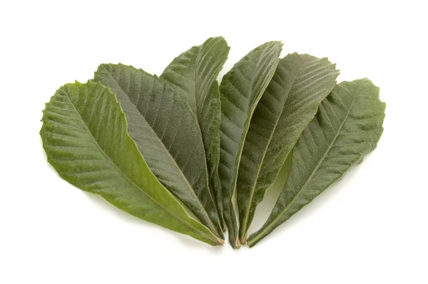 Japonya 'da yetişen bir lokuat yaprağı. Loquat yaprakları bitkisel ilaçlar olarak kullanılır. Yapraklar lokuat çayı içmek için kurutulur. Japonya' da buna Biwa denir..