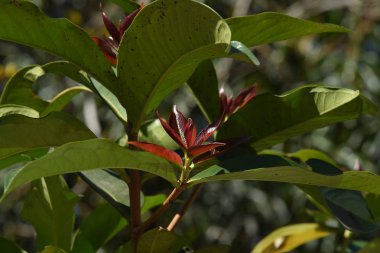 Çiçek çiçek açan ıslah sezon bir yeşil yeşillik arka plana sahiptir..