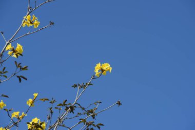 Çiçek çiçek açan ıslah sezon bir yeşil yeşillik arka plana sahiptir..