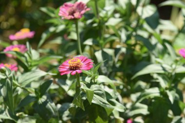 Çiçek çiçek açan ıslah sezon bir yeşil yeşillik arka plana sahiptir..
