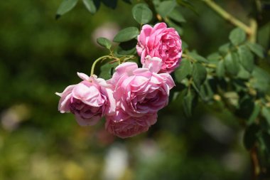 Çiçek çiçek açan ıslah sezon bir yeşil yeşillik arka plana sahiptir..