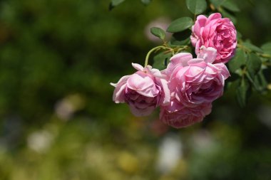 Çiçek çiçek açan ıslah sezon bir yeşil yeşillik arka plana sahiptir..