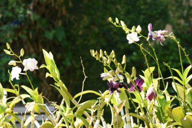 Çiçek çiçek açan ıslah sezon bir yeşil yeşillik arka plana sahiptir..