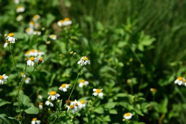 Parlak güneşli güzel çimen çiçekler. Arka plan görüntüsü olarak kullanın.