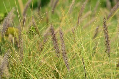 Parlak güneşli güzel çimen çiçekler. Arka plan görüntüsü olarak kullanın.